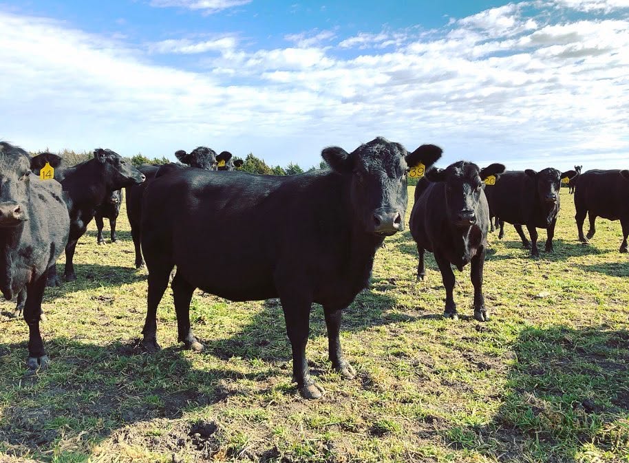 REGISTERED BLACK ANGUS & HEREFORD CATTLE 